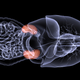 Image for article titled A major step towards transplantable lab-grown organs